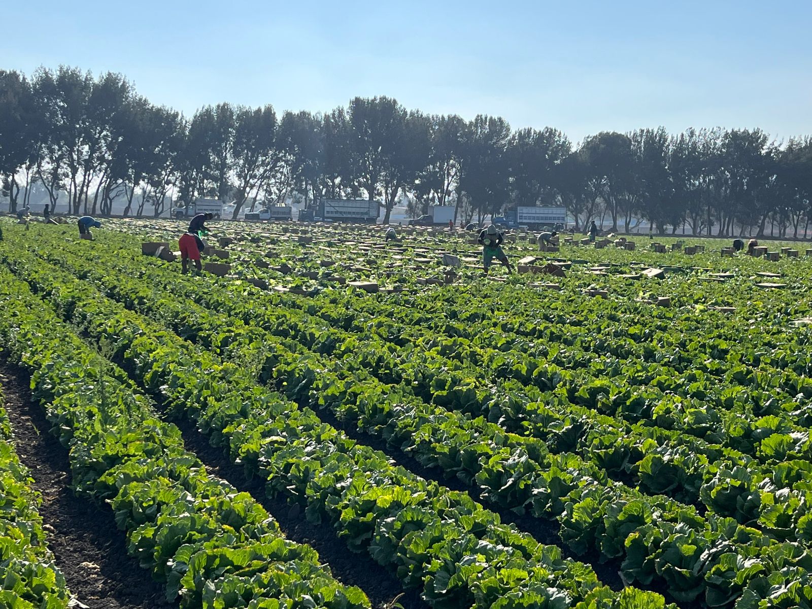 AGRICOLA DUPESA 